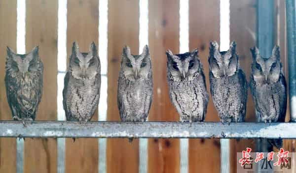 天空之王-守护“天空之王”，武汉21只获救猛禽重返蓝天