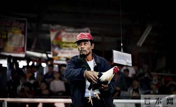 暴烈警官-菲警官因斗鸡殉职,凶残产业却价值数亿,全民热衷为何屡禁不止?