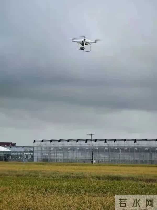 我国海水稻种植破百万亩