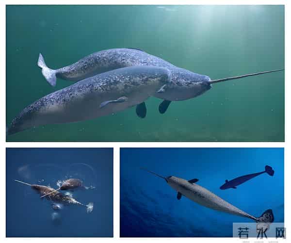 独角鲸的资料-独角鲸的角又尖又硬，为什么不能作为武器？