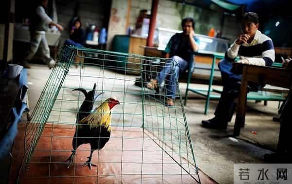 暴烈警官-菲警官因斗鸡殉职,凶残产业却价值数亿,全民热衷为何屡禁不止?