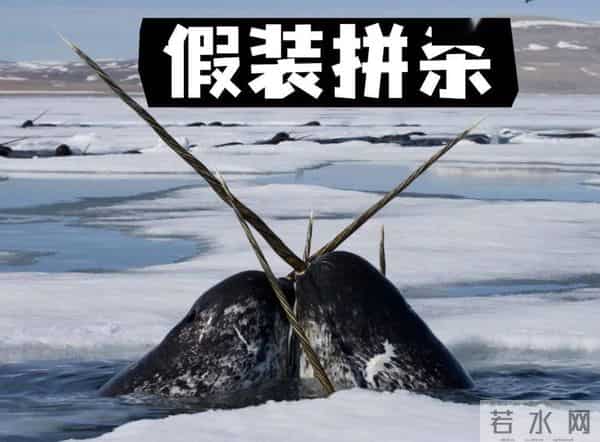 独角鲸的资料-独角鲸的角又尖又硬，为什么不能作为武器？