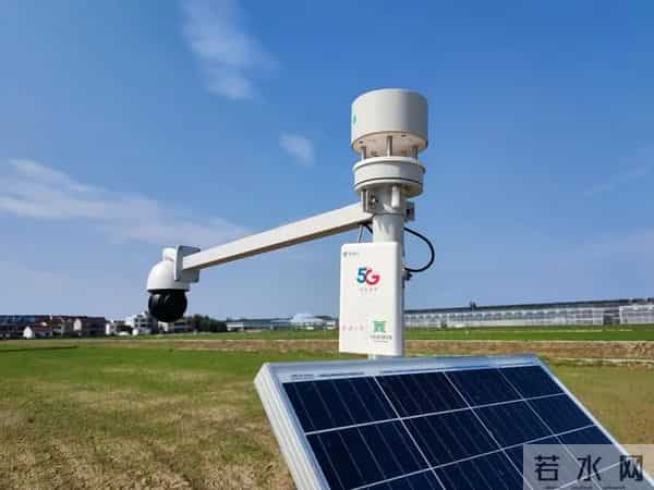 我国海水稻种植破百万亩