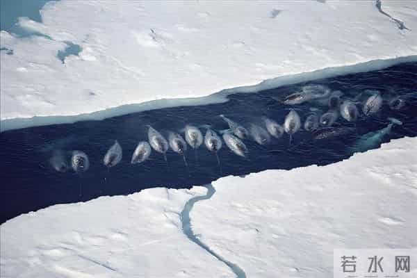 独角鲸的资料-独角鲸的角又尖又硬，为什么不能作为武器？