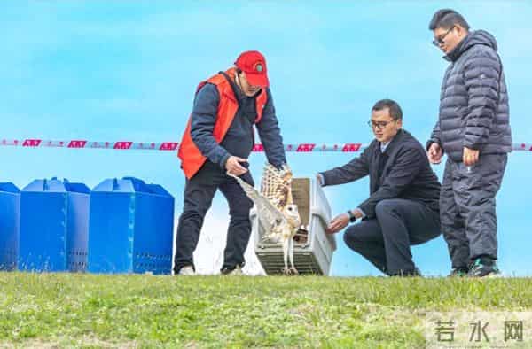 天空之王-守护“天空之王”，武汉21只获救猛禽重返蓝天