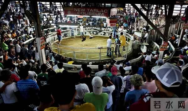 暴烈警官-菲警官因斗鸡殉职,凶残产业却价值数亿,全民热衷为何屡禁不止?