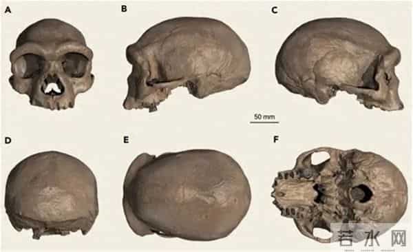 斯金格-14万年前“龙人”头骨，在中国被发现，专家：人类进化的有力证据