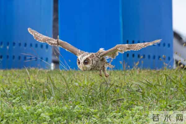 天空之王-守护“天空之王”，武汉21只获救猛禽重返蓝天