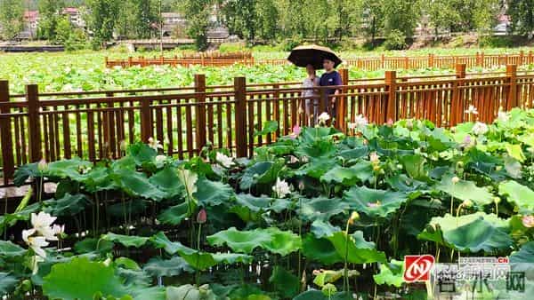 万荷塘-图说怀化|“万荷塘”迎来无数游客观赏