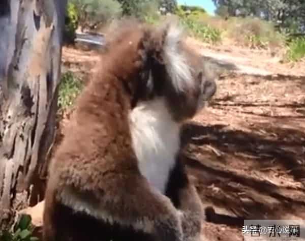 考拉打架打输哭到声音沙哑