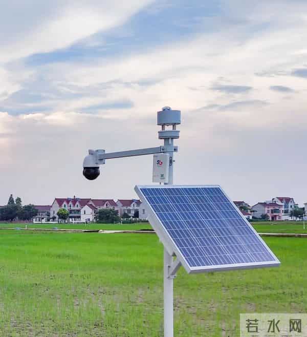 我国海水稻种植破百万亩