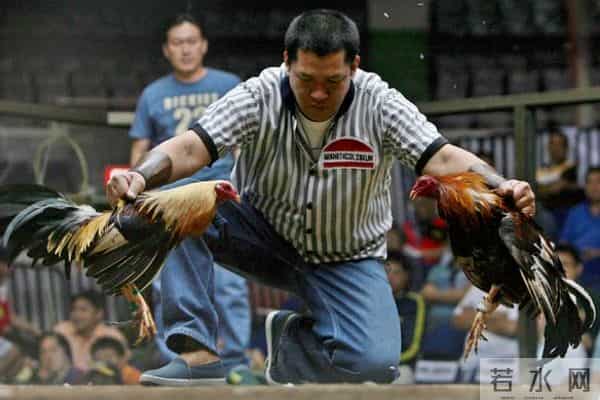 暴烈警官-菲警官因斗鸡殉职,凶残产业却价值数亿,全民热衷为何屡禁不止?