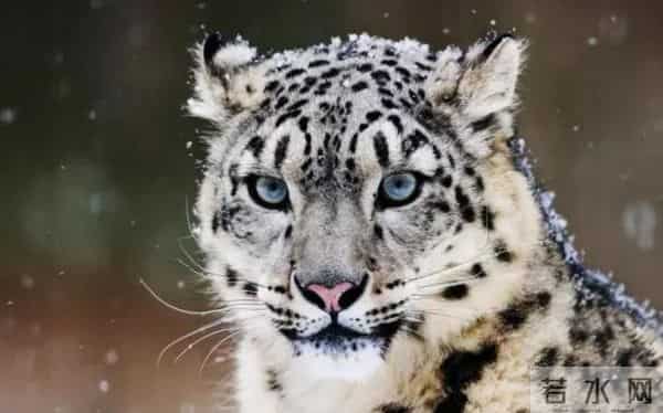 斑马身上的纹身是什么样子的-