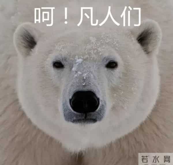 斑马身上的纹身是什么样子的-