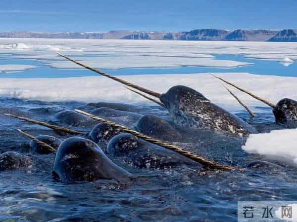 独角鲸的资料-独角鲸的角又尖又硬，为什么不能作为武器？