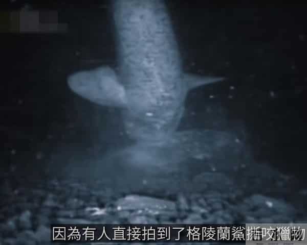 北冰洋发现400岁的格陵兰鲨鱼