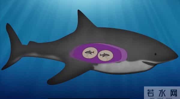 北冰洋发现400岁的格陵兰鲨鱼