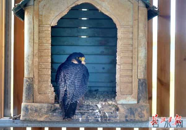天空之王-守护“天空之王”，武汉21只获救猛禽重返蓝天