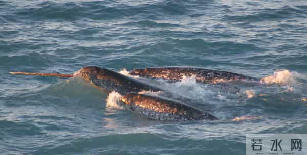 独角鲸的角-独角鲸的“角”记录了北极环境的变化