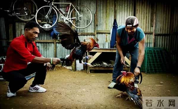 暴烈警官-菲警官因斗鸡殉职,凶残产业却价值数亿,全民热衷为何屡禁不止?
