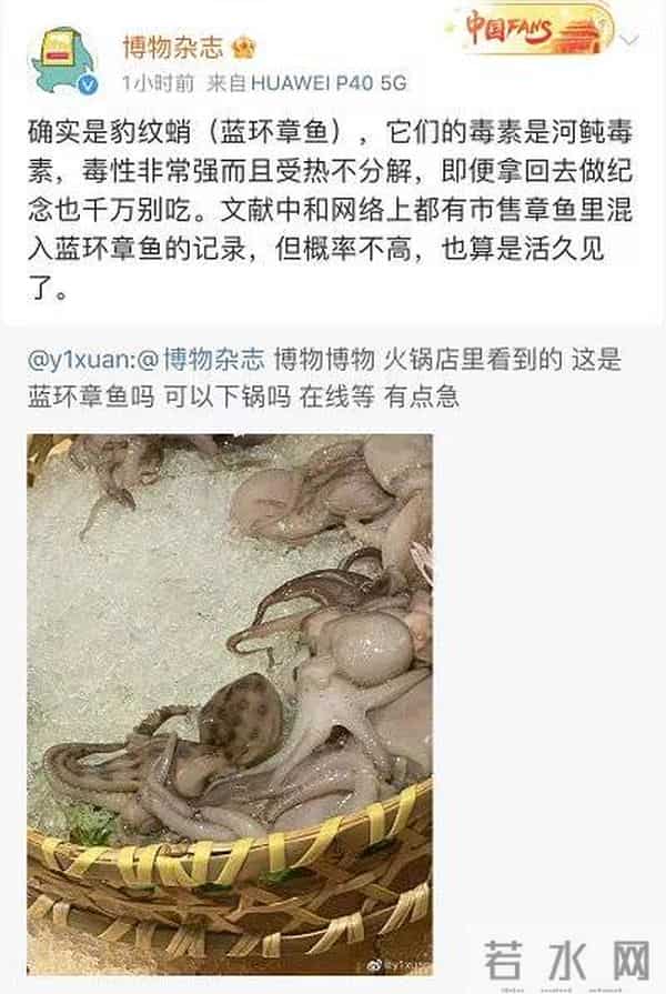 网友称吃火锅遇剧毒蓝环章鱼