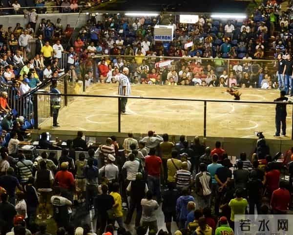 暴烈警官-菲警官因斗鸡殉职,凶残产业却价值数亿,全民热衷为何屡禁不止?