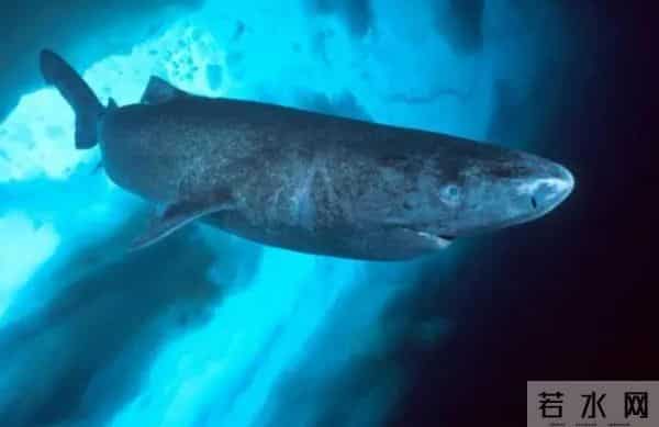 北冰洋发现400岁的格陵兰鲨鱼