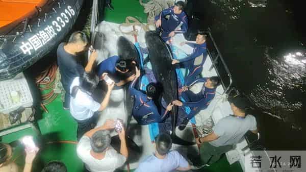 3头搁浅死亡瓜头鲸已被冷冻保存