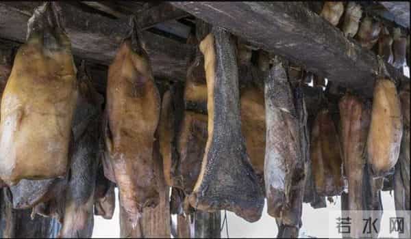 北冰洋发现400岁的格陵兰鲨鱼