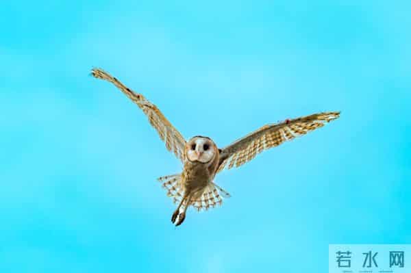 天空之王-守护“天空之王”，武汉21只获救猛禽重返蓝天