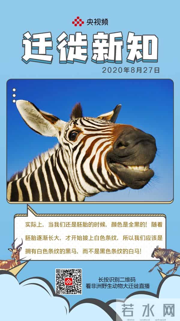 斑马是白马黑条纹还是黑马白条纹