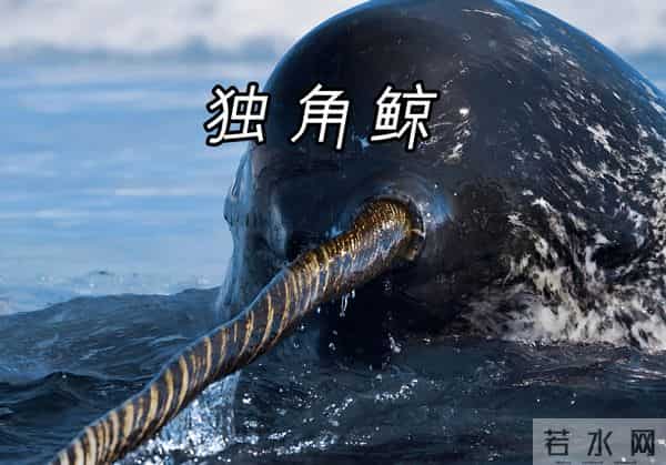 独角鲸的资料-独角鲸的角又尖又硬，为什么不能作为武器？