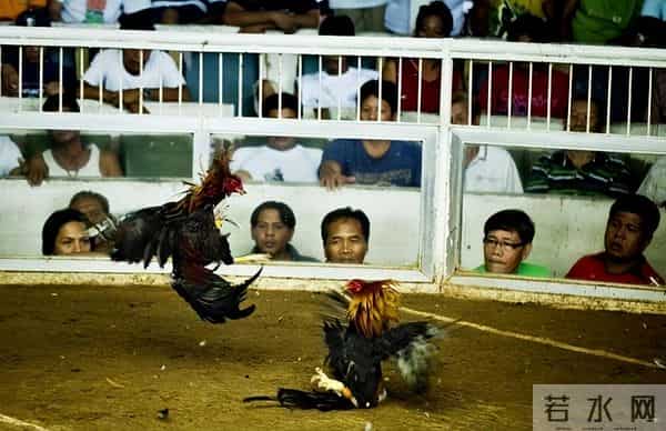 暴烈警官-菲警官因斗鸡殉职,凶残产业却价值数亿,全民热衷为何屡禁不止?