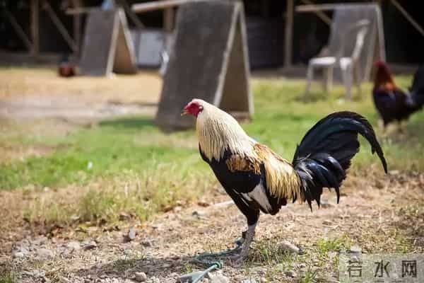 暴烈警官-菲警官因斗鸡殉职,凶残产业却价值数亿,全民热衷为何屡禁不止?