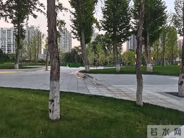 碎路、秃草、消失的大树：亲身感受改造后的兴庆公园