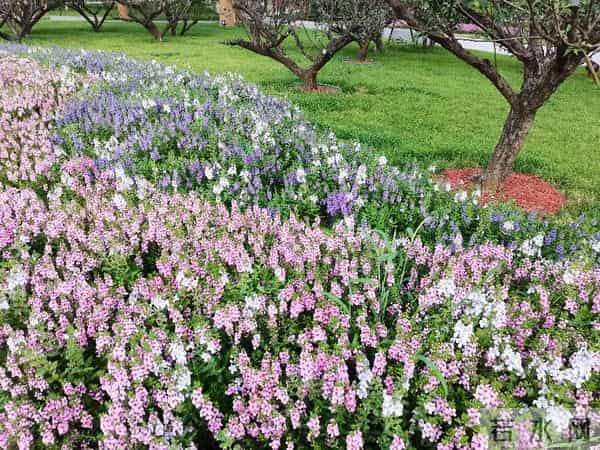 碎路、秃草、消失的大树：亲身感受改造后的兴庆公园