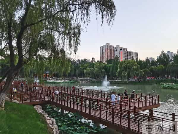 碎路、秃草、消失的大树：亲身感受改造后的兴庆公园