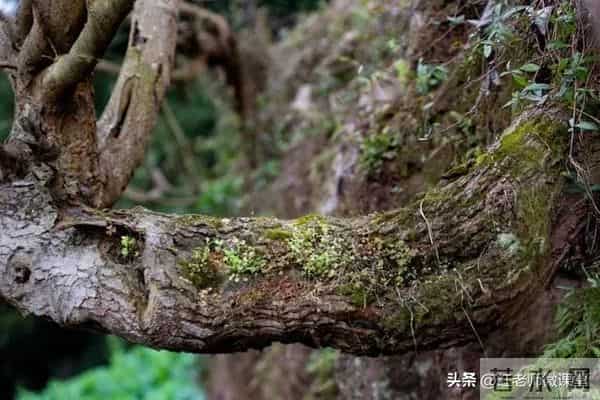 托物言志满分作文4篇(风信子 绿萝 落花 老树)