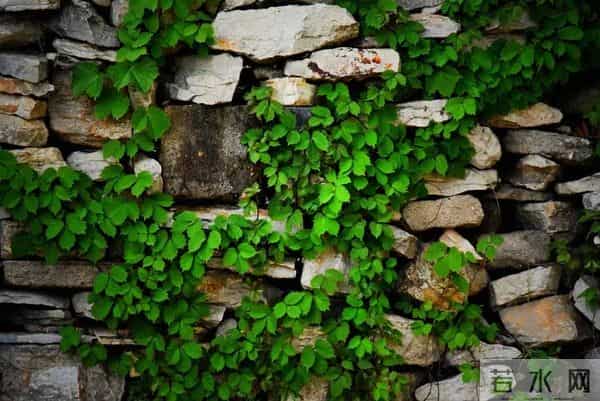 散文《我家的老宅院》作者:尹燕忠