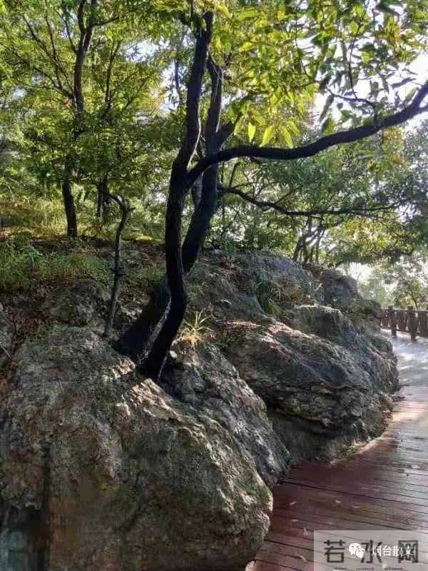 刘学光|-一棵有灵魂的树