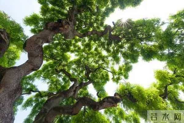 散文《我家的老宅院》作者:尹燕忠