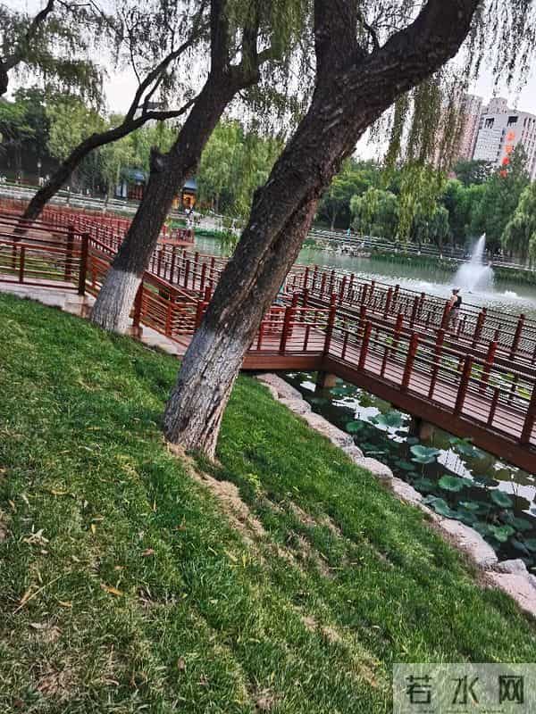 碎路、秃草、消失的大树：亲身感受改造后的兴庆公园