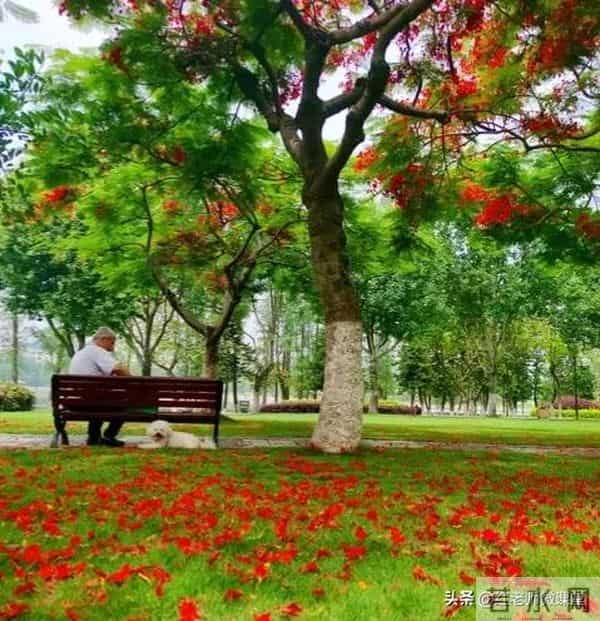 托物言志满分作文4篇(风信子 绿萝 落花 老树)