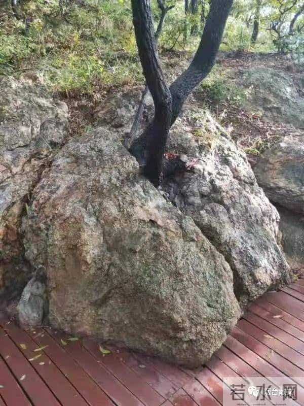 刘学光|-一棵有灵魂的树