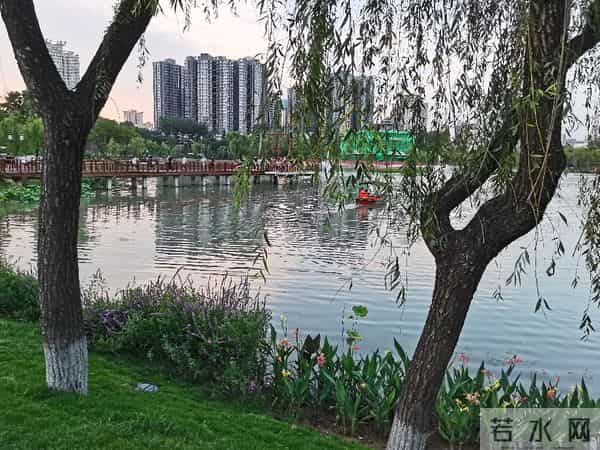 碎路、秃草、消失的大树：亲身感受改造后的兴庆公园