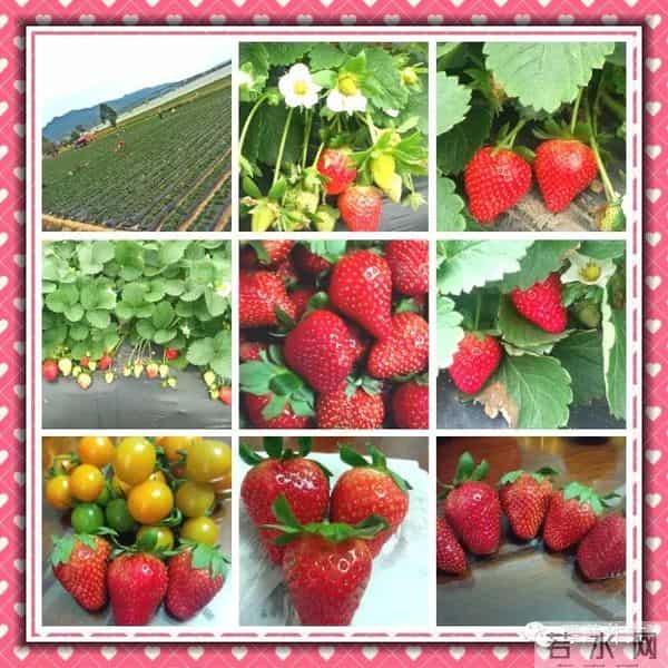 写作文,就该如此积累!这就是绘本日记《摘草莓》