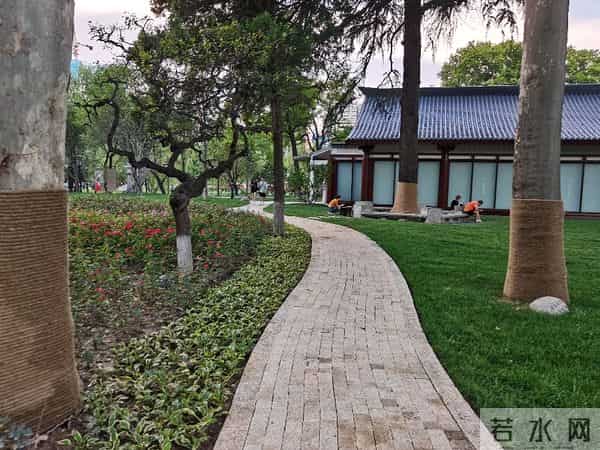 碎路、秃草、消失的大树：亲身感受改造后的兴庆公园