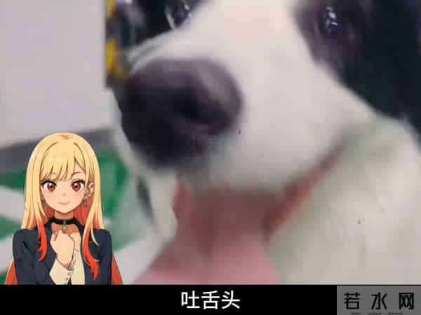 什么动物被称为沙漠之舟？内容启发搜索