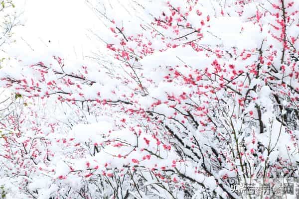 抗“阳”周记（散文）