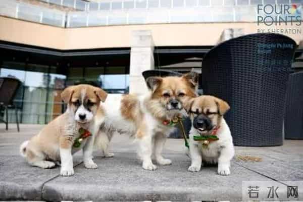 “爪爪心愿 暖冬童话夜” 蒲江福朋喜来登度假酒店圣诞亮灯温情启幕